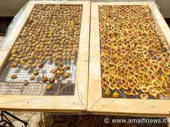 Come essiccare i fichi? A Positano la tradizione con semi di finocchietto e alloro /foto - Amalfi News