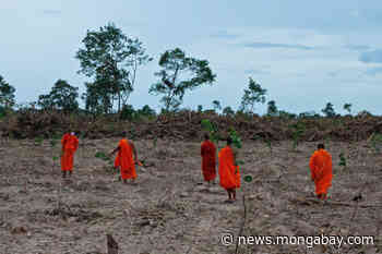 Cambodian government cancels development of Phnom Tamao forest amid outcry - Mongabay.com