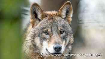Niedersachsen: Weitere Wolfssichtungen in Hannovers Stadtgebiet