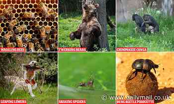 From twerking bears to waggling bees: Meet the dancers of the animal kingdom 