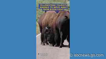 WATCH:  Yellowstone tourists warned to move away from bison fight