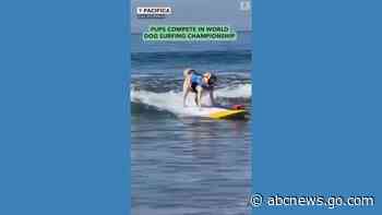 WATCH:  Dogs ride waves in World Dog Surfing Championship