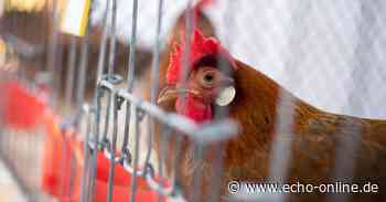 Heppenheim: Sommerfest der Kleintierzüchter - Echo Online