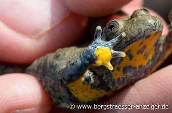 Naturschützer wollen Amphibien in Heppenheim vor dem Austrockenen retten - Heppenheim - Nachrichten und Informationen - Bergsträßer Anzeiger