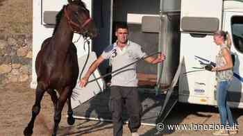 Siena, cavalli da Palio: il vento è cambiato. Si pensa ad un lotto di nomi esperti - LA NAZIONE