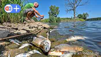 Besuch im Naturparadies Odertal: Sterben nach den Fischen auch Biber und Enten?