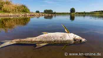 Tausende Fischkadaver, Badeverbote – ein handfester Umweltskandal?
