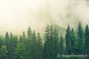 Lombardia via libera per forestazione perurbana e sistemi verdi - ResegoneOnline