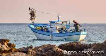 Pesca, il 16 agosto scatta il fermo nel tratto centrale dell’Adriatico: Coldiretti lancia l’allarme - dissapore