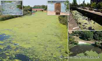 Britain's waterways are turning GREEN as algae - some toxic - takes over rivers, lakes and canals - Daily Mail