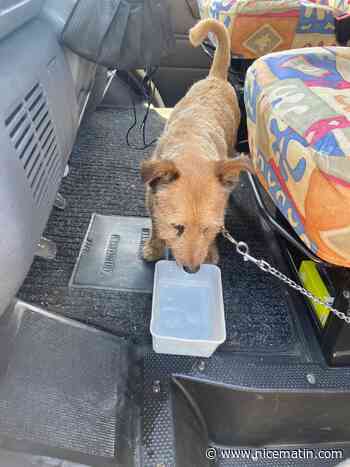 Enfermés dans un camping-car, deux chiens sauvés de la fournaise par des policiers