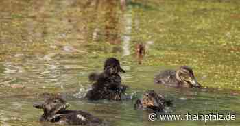 Kreditlimit erreicht, Krickenten und Wasser für Friedhofsbäume – Kaiserslautern kompakt - Kaiserslautern - Rheinpfalz.de