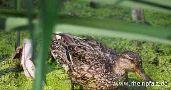 Extrem seltene Entenart mit Nachwuchs im Moosalbtal - Kreis Kaiserslautern - Rheinpfalz.de