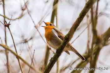 Nog nooit zoveel dieren in Vogelopvangcentrum Beernem - Focus en WTV