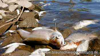 Oder: Naturschützer fürchten weitreichende Folgen