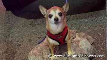 Chihuahua safe after police stop stolen vehicle in Oshawa - durhamradionews.com