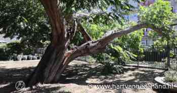Monumentale boom bezwijkt onder takkewarm weer - Hart van Nederland