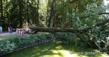 Boom van 150 jaar oud plots omgevallen in Barneveld, boswachter staat voor een raadsel: 'Hij oogde gezond' - De Stentor