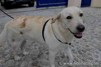 Roscoe, proie d’un chien agressif à Colomars