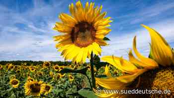 Wetter - Dresden - Sommerliches Wochenende im Osten - Panorama - Süddeutsche Zeitung - SZ.de