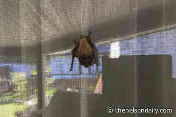 Bats typically on the move during mid-summer — KCBP - The Nelson Daily