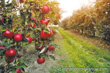 The Appalachian Apple Hunter Who Saved 1200 Lost Varieties - Lethbridge News Now
