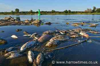 'Huge' amounts of chemical waste dumped into river in Poland - Harrow Times