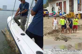 Atrapan a enorme cocodrilo en playas de Puerto Vallarta - 24  Horas el Diario Sin Limites