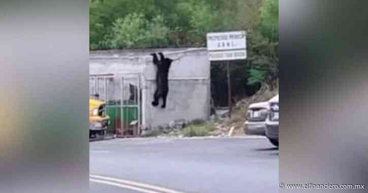 ¿Balú, eres tú? Oso se pasea por calles de Monterrey - El Financiero