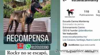 Habría otros 20 casos de maltrato en escuela para perros de Monterrey - Periódico Excélsior