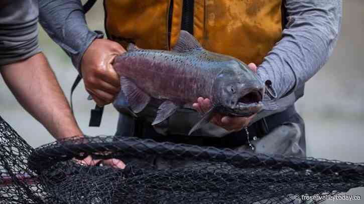 Excitement in B.C. Indigenous communities as salmon get past Fraser slide zone