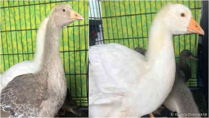 You can be my wingman any time: 'Top Gun' geese up for adoption
