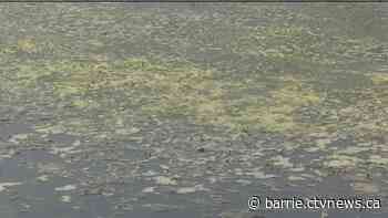 Blue-green algae advisory issued for Lake St. John in Ramara Township