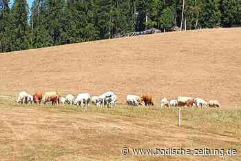 Auf den Weiden im Hochschwarzwald gibt es kaum noch Gras für die Kühe - Titisee-Neustadt - badische-zeitung.de