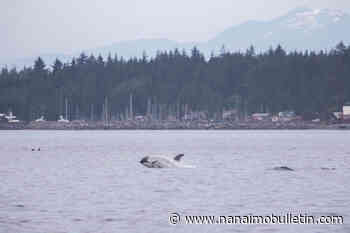 Rare white orca from California spotted taking a big family trip to B.C.
