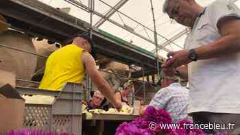 EN IMAGES - 800 bénévoles fleurissent les chars pour le grand retour du Corso fleuri de Sélestat - France Bleu