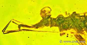 See a Bizarre Bulging-Eye Bug Stuck in 100-Million-Year-Old Amber     - CNET