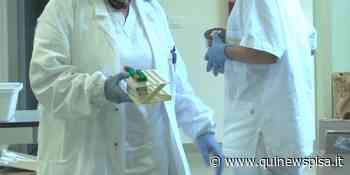 Covid, 2 decessi e 154 nuovi contagi in provincia - Qui News Pisa