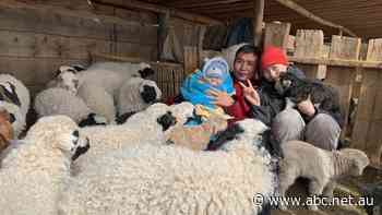 'It's like a dream': Mongolian workers arrive in Australian as job vacancies spike