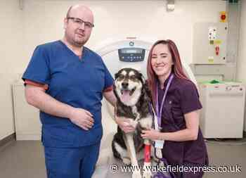 Husky German Shepherd Skye enjoying life after cancerous tumour removed - Wakefield Express
