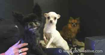 18 dogs taken in from one Cornwall home by RSPCA - Cornwall Live