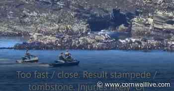 Footage of jetskiers spooking seals on Cornwall coast prompts warning - Cornwall Live