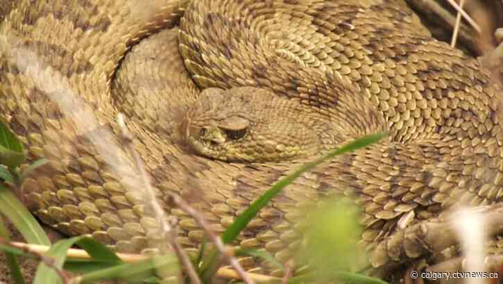 Rattlesnakes still active in Lethbridge