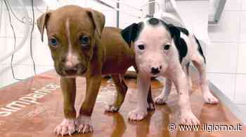 Rozzano, vendita illegale di cuccioli: tre trafficanti colti sul fatto - Cronaca - ilgiorno.it - IL GIORNO