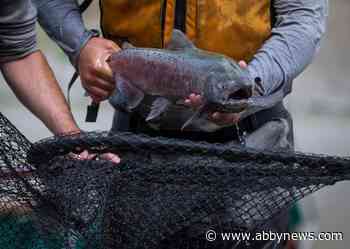 Excitement in B.C. Indigenous communities as salmon get past Fraser slide zone