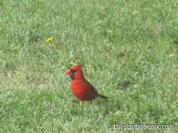 Sask. birder gets rare cardinal sighting near Carrot River