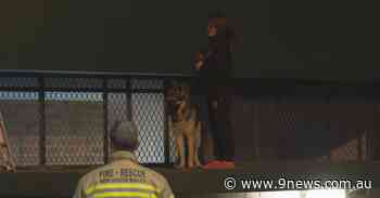 German shepherd rescued from roof of Sydney toilet block - 9News