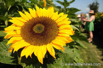 Chilliwack Sunflower Festival now open with 50 varieties of vibrant, towering flowers