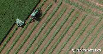 Mental health of farmers worse than general public, says University of Guelph survey