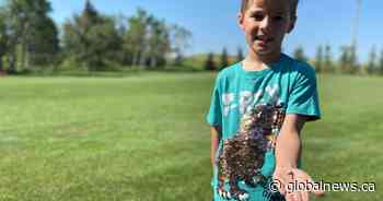 Prehistoric shark tooth fossil discovered by young boy in central Alberta yard